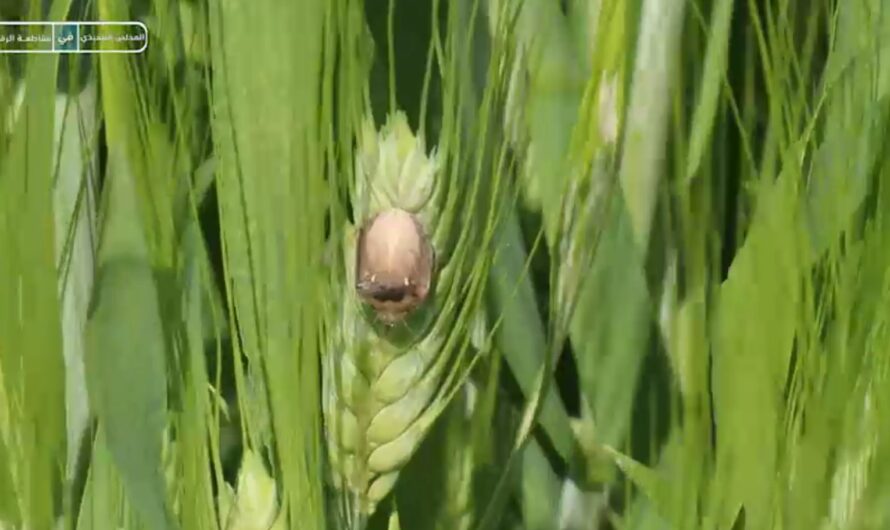مكتب الوقاية يحذر الفلاحين من انتشار حشرة السونة ضمن حقول القمح