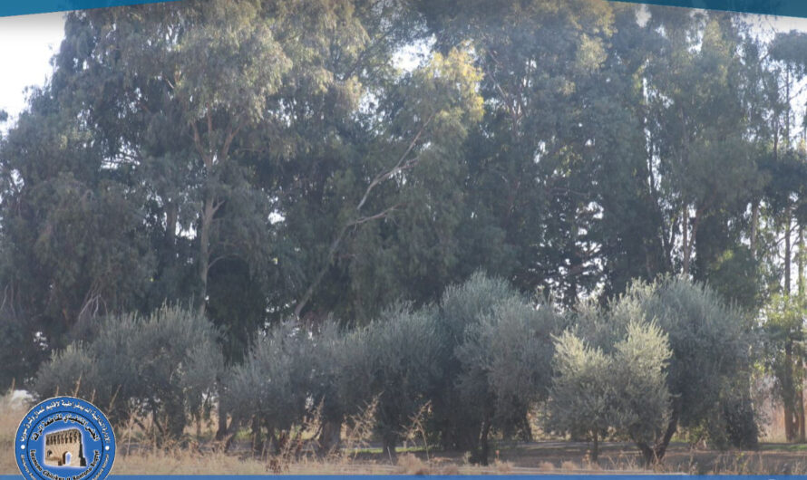 جانب من أعمال مكتب الحراج والبساتين خلال الفترة الحالية