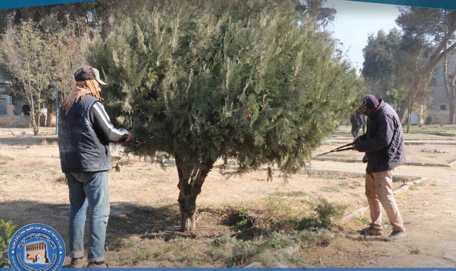 بلدية الرقة تطلق حملة لتقليم الأشجار وتحسين المساحات الخضراء