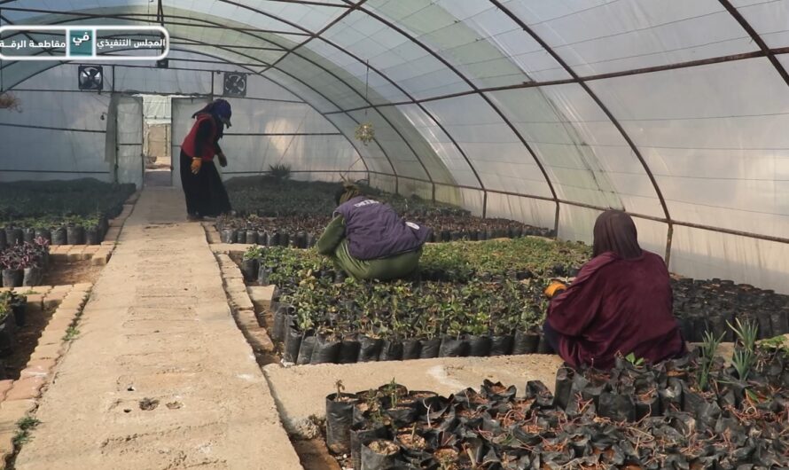 دائرة الحدائق والتشجير تواصل جهودها لتحسين البيئة الخضراء في الرقة