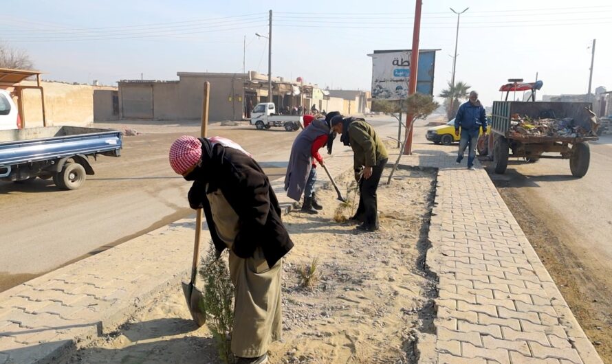 إطلاق مبادرة لزراعة 100 شجرة نخيل في كورنيش المشلب الشمالي