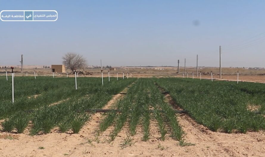 مركز البحوث العلمية الزراعية للابتكار والتميز يواصل تطوير المحاصيل الاستراتيجية