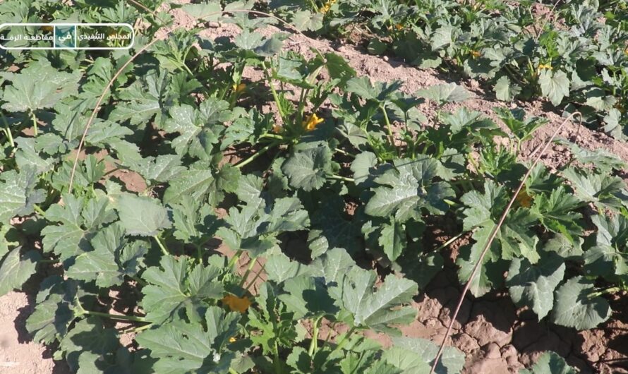 افتتاح مشروع الخضار الصيفية المبكرة في ريف الرقة لتعزيز الاكتفاء الذاتي