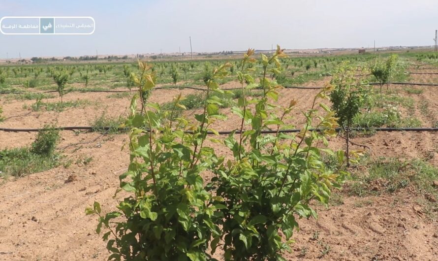 هيئة الاقتصاد والزراعة تواصل أعمالها الزراعية في مقاطعة الرقة وتبشر بنتائج واعدة في حقل الأشجار المثمرة