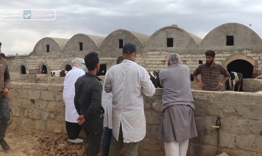 جولة بيطرية في مزرعة الجلاء شمال الرقة بعد بلاغ عن حالات مرضية بين الأبقار