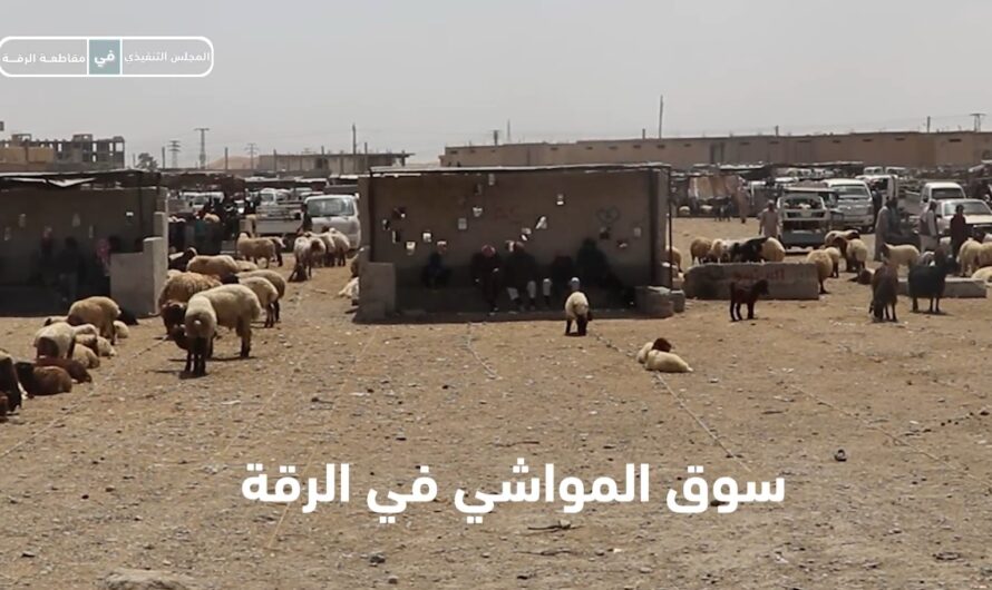 مربي المواشي يواجهون الخسائر بسبب الجفاف وندرة الأمطار