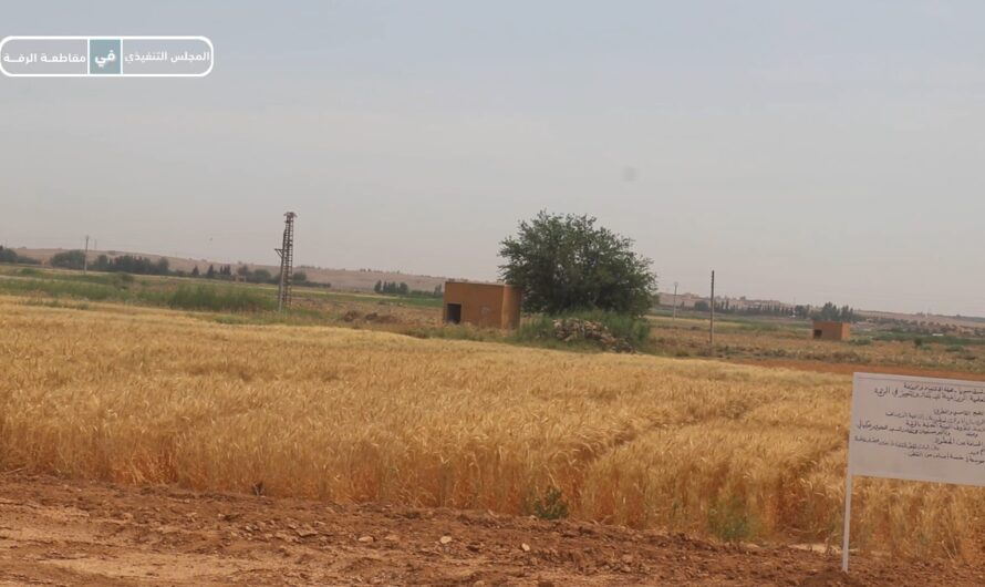 تنفيذ تجارب استراتيجية لتحسين إنتاجية القطن والقمح في 2025