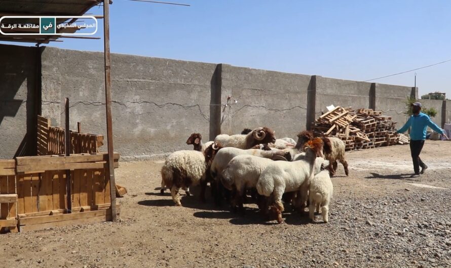 جولة بيطرية ميدانية في ريف الرقة الشمالي تكشف إصابات بداء البابيزيا والحمى القلاعية