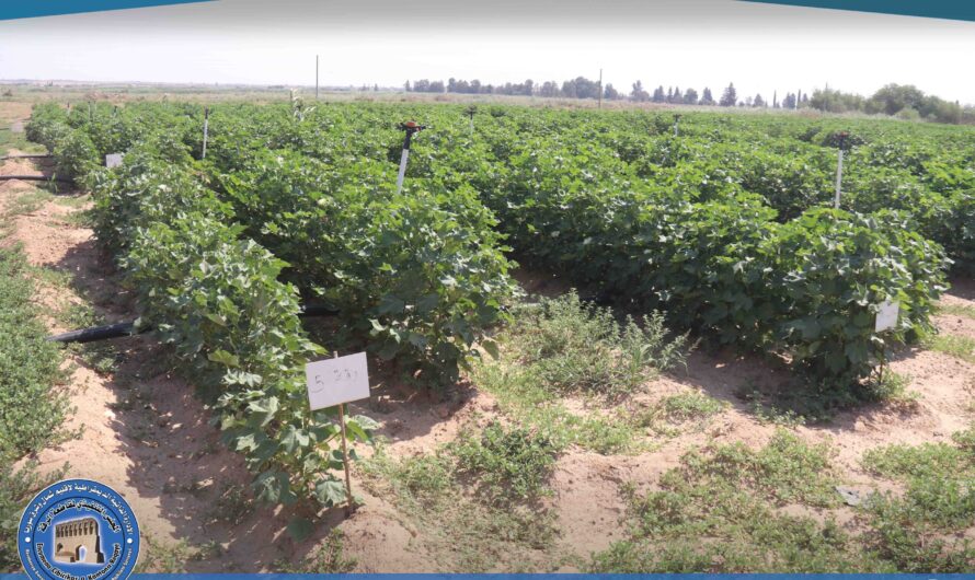 مركز البحوث العلمية الزراعية بالرقة يواصل تجاربه لتحسين وإكثار أصناف القطن السورية