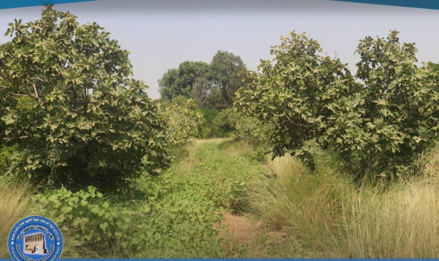 هيئة الاقتصاد والزراعة تواصل تطوير أراضي الحراج والبساتين غربي الرقة