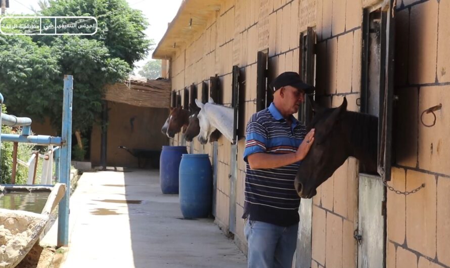 تدريبات مستمرة ومشاركات ناجحة في سباقات الفروسية