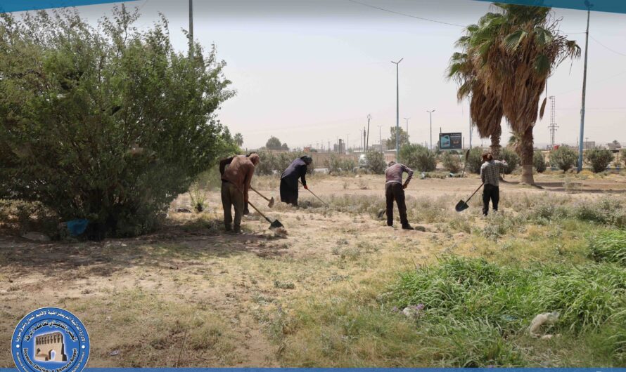 دائرة الحدائق والتشجير تباشر أعمال صيانة الأشجار في دوار المزارع