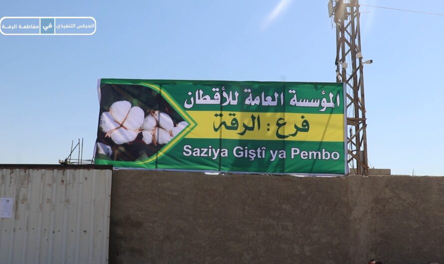 مؤسسة الأقطان في الرقة تبدأ استلام محصول القطن لموسم 2025