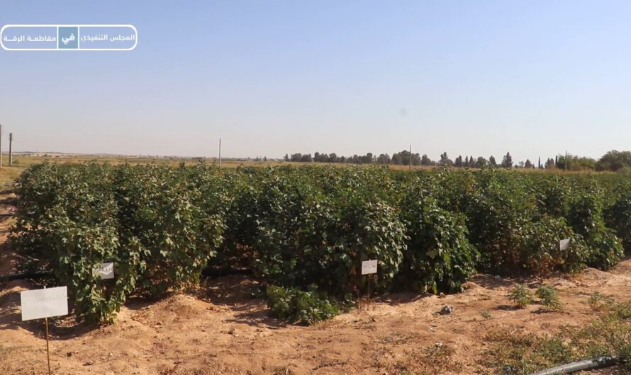 مركز البحوث العلمية يحقق تقدماً في تحسين إنتاجية محاصيل القطن