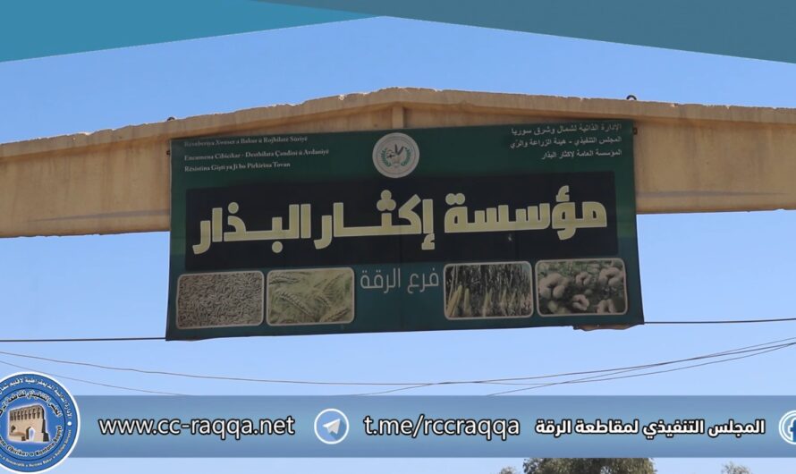 بدء توزيع البذار المُحسَّن للموسم الشتوي على المتعاقدين مع إكثار البذار