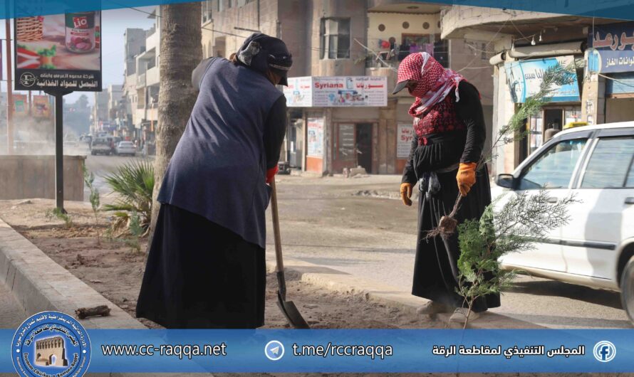 ورشات الحدائق والتشجير تعمل على زراعة منصف شارع سيف الدولة